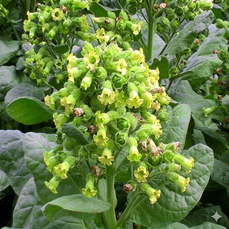 Aztec Rustica — seed pack