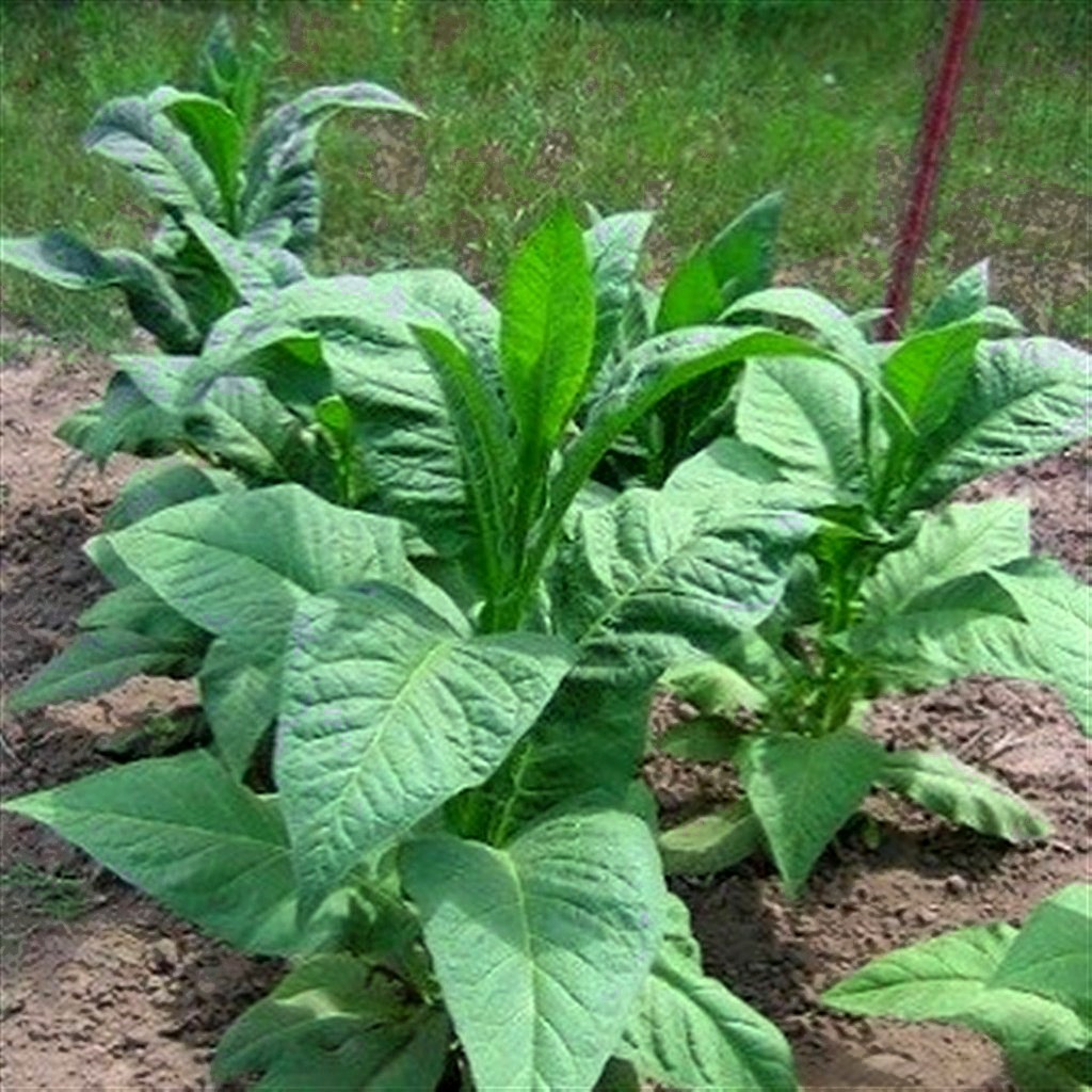 Banana Leaf