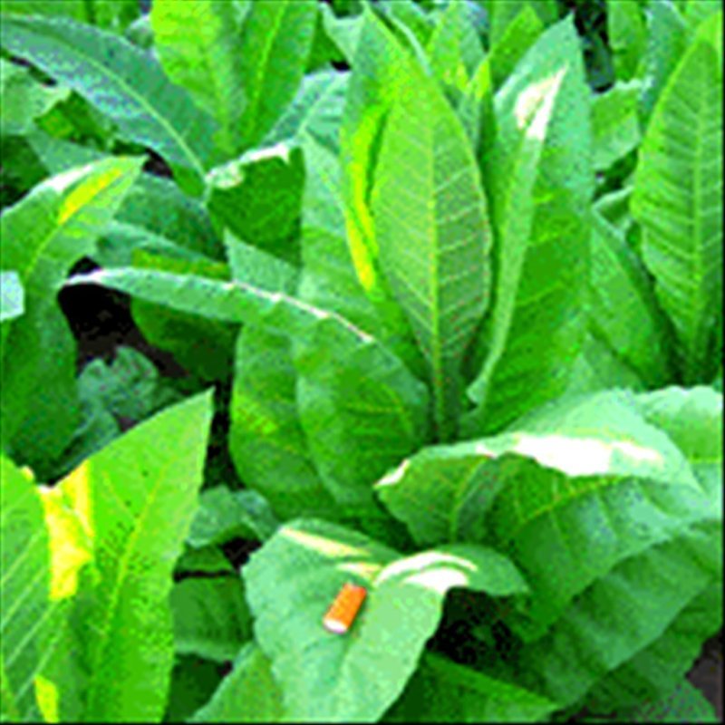 Catterton — seed pack