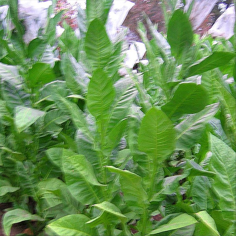 Corojo 99 — seed pack