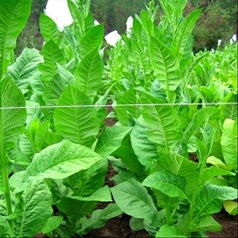 Criollo 98 — seed pack