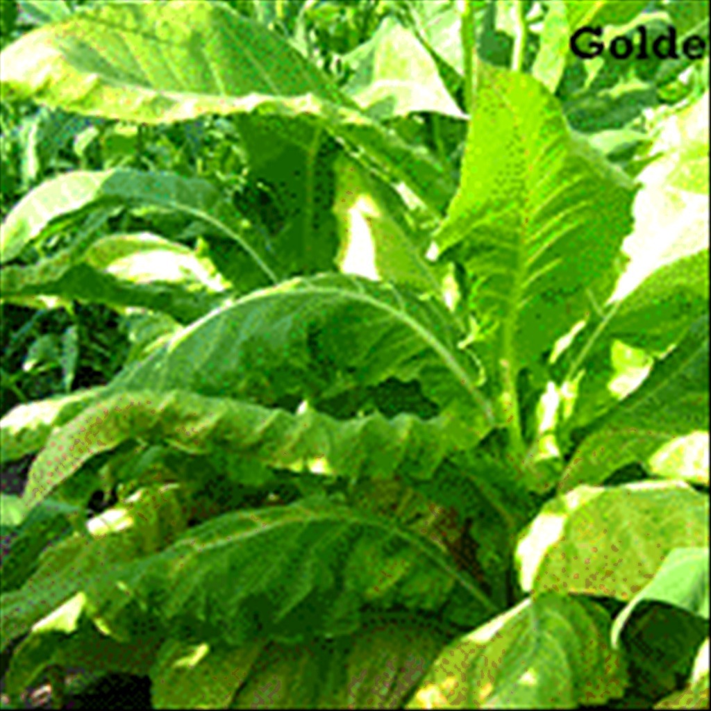 Golden Burley