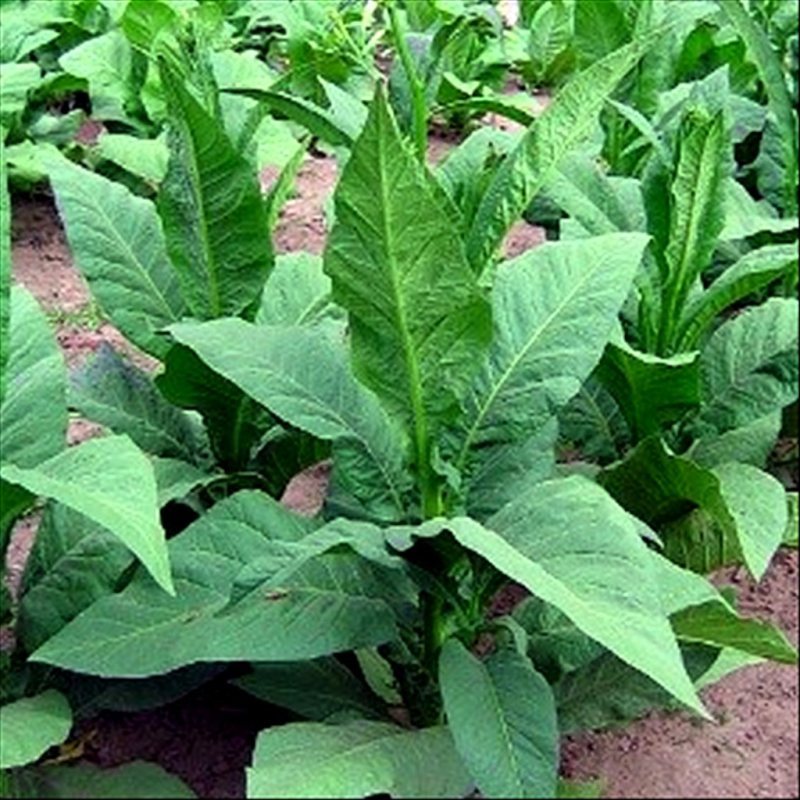 Lizard Tail Orinoco — seed pack