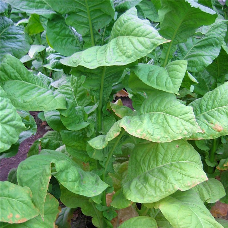 NC 95 — seed pack