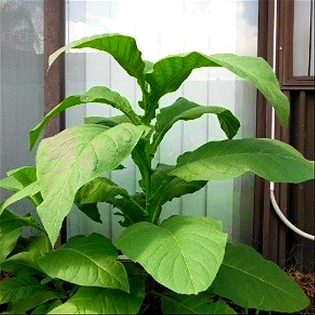 Silk Leaf