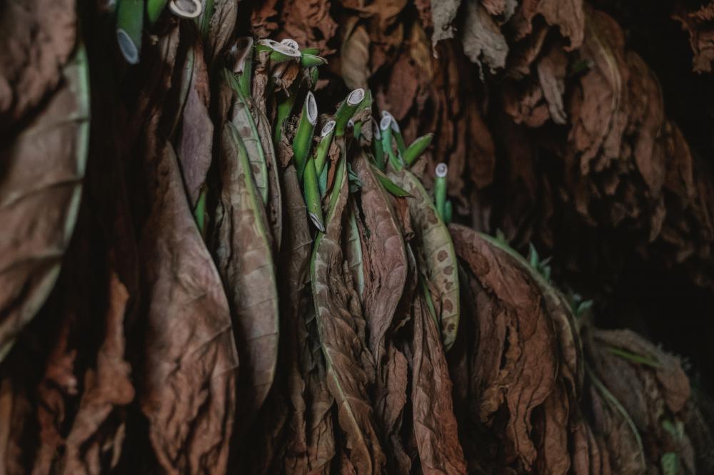 Growing organic tobacco in the UK