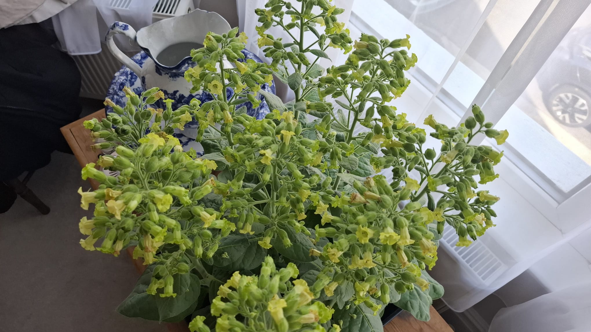 Aztec Rustica in flower