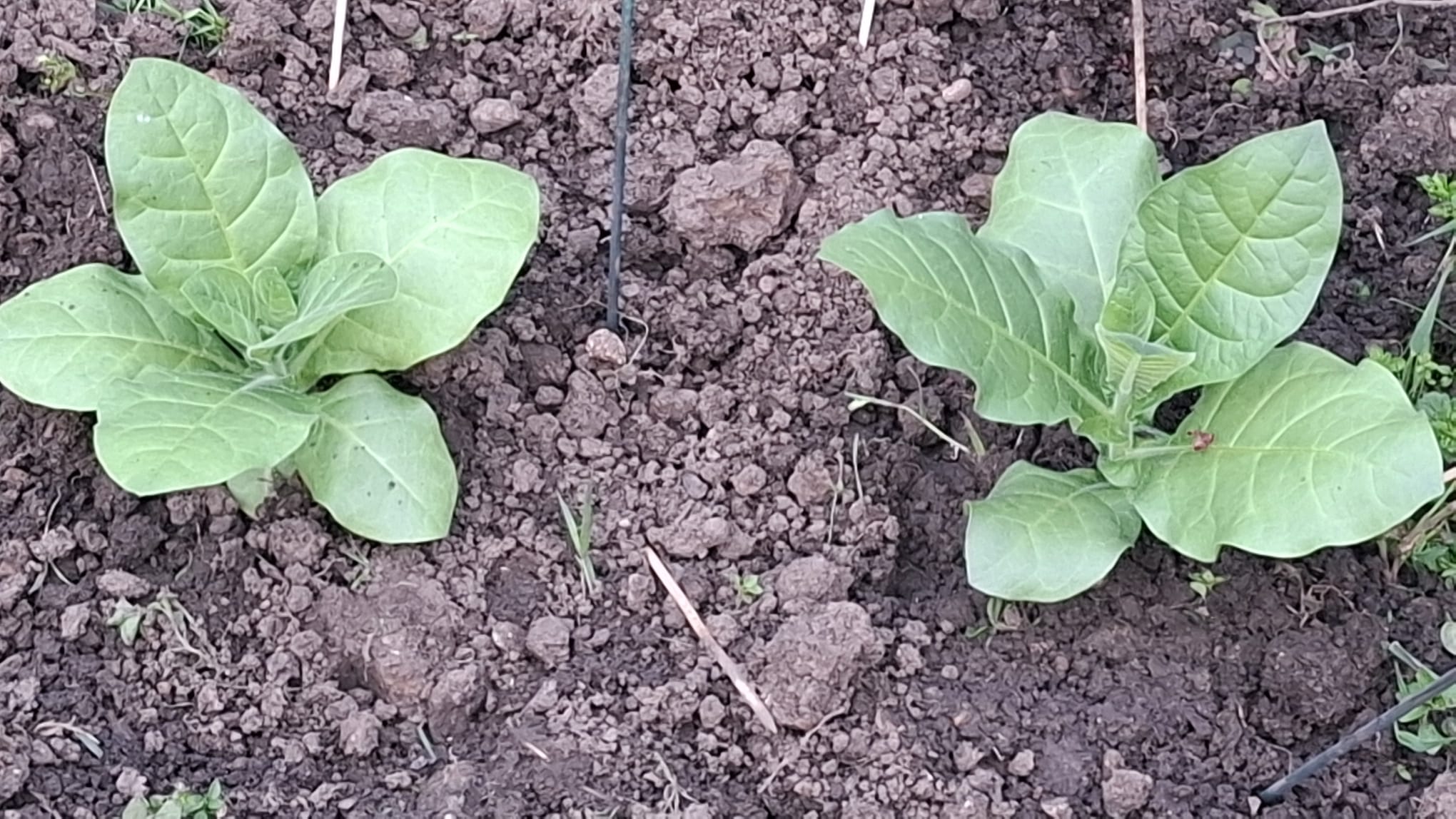 Turkish Basma seedlings